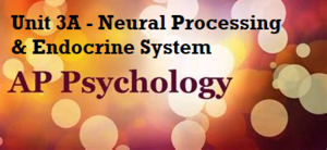 Unit 3A Neural Processing & Endocrine System - LearnSocialStudies