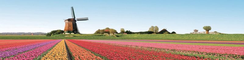 File:Hollandtulip.jpg